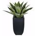 Orren Ellis Foxtail Agave Succulent in Pot Plastic/Metal in Black | 19 H x 15 W x 15 D in | Wayfair ABB0B7E76C9744158A936A22E779B616