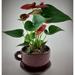 World Menagerie Kamuran Ceramic Pot Planter Ceramic | 4.25 H x 5.75 W x 5.75 D in | Wayfair 000AAF04DD174FE0B95634D2416E9268