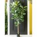 Brayden Studio® Fiddle Leaf Fig Tree in Pot Polyester/Plastic | 60 H x 27 W x 27 D in | Wayfair 90E96EAF41F64BCABF4C4AA11A9BE0B4