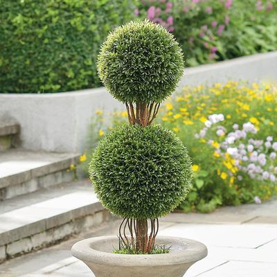 Podocarpus Double Ball Topiary - Grandin Road