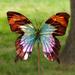August Grove® Strawbridge Butterfly Garden Stake Metal | 24 H x 7.5 W x 0.75 D in | Wayfair 1BA39D40C395414180ACD6B85A1A8966