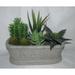 Bay Isle Home™ Succulent Plant in Basket Ceramic | 7.5 H x 11 W x 6 D in | Wayfair BC89D418D619415C917FDD2B7C820C9A