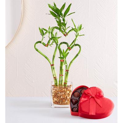 1-800-Flowers Plant Delivery Sweet Heart Bamboo Triple W/ Chocolate