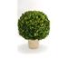 Charlton Home® Preserved Boxwood Topiary in Pot Terracotta | 16 H x 10.5 W x 10.5 D in | Wayfair FA73D4D43BBF4716BC62C33E69620470