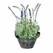 Gracie Oaks Lavender Floral Arrangement in Pot Silk/Plastic/Fabric in Indigo | 14.5 H x 8 W x 14 D in | Wayfair 66E2B802263B4D1786C1F56BA3A25E03