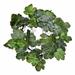 Latitude Run® Fig Leaf 24" Plastic Wreath in Green | 24 H x 24 W x 6 D in | Wayfair 252EA78F19A445F9BB4732E58065C08A