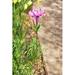 August Grove® Beaslie Wind Spinner Flower Garden Stake Metal in Pink | 38.78 H x 7.87 W x 7.87 D in | Wayfair F273290B62604A5BA8EDA0AA704D088B