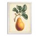 August Grove® 'Antique Pear Botanical I' by Paul Cezanne - Picture Frame Painting Print Canvas in Green/Orange | 30 H x 22 W x 1 D in | Wayfair