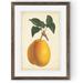 August Grove® 'Antique Pear Botanical II' by Paul Cezanne - Picture Frame Painting Print Paper in Green/Orange | 30 H x 22 W x 1 D in | Wayfair