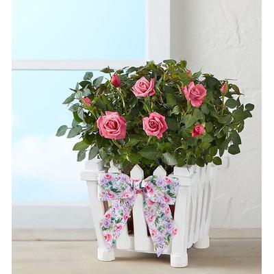 1-800-Flowers Flower Delivery Charming Rose Garden Small | 100% Satisfaction Guaranteed | Happiness Delivered To Their Door