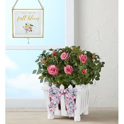 1-800-Flowers Flower Delivery Charming Rose Garden Small W/ Suncatcher | Same Day Delivery Available | Happiness Delivered To Their Door