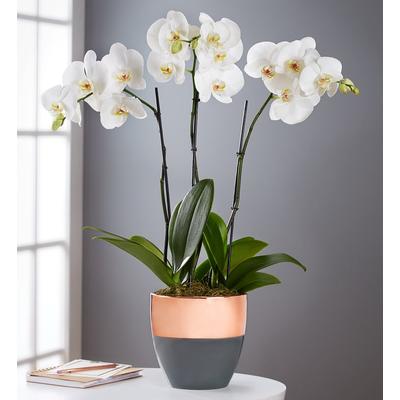 1-800-Flowers Flower Delivery Serenity Orchid Garden | Happiness Delivered To Their Door