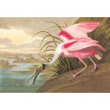 Vault W Artwork Roseate Spoonbill by John James Audubon Painting Print Canvas in White | 24 H x 36 W x 0.75 D in | Wayfair