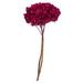 Vickerman 649114 - 15? Merlot Hydrangea Stem (H1HYD450) Dried and Preserved Flowering Plants