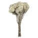 Vickerman 648971 - 13-14" Natural White Everlasting Flowers (H1EVR900) Dried and Preserved Flowering Plants