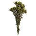 Vickerman 649527 - 8-20" Basil Plumosum Bundle (H1PMF100) Dried and Preserved Flowering Plants