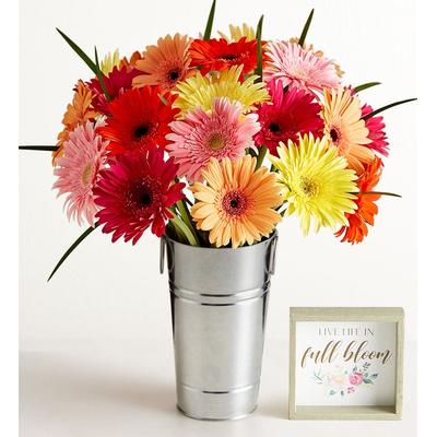 1-800-Flowers Flower Delivery Happy Gerbera Daisies 12-24 Stems, 24 Stems W/ French Flower Pail & Sign