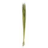 Vickerman 651193 - 72" Foliage Green Sable Grass Bundle16oz (H2SGL150) Dried and Preserved Grass