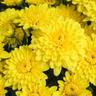 Chrysantheme, gelb