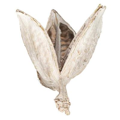 Vickerman 656365 - 3-4" Bleached Sora Pods 25Pk (H2SORB999-1) Dried and Preserved Pods