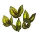 Vickerman 656334 - 3-4" Light Basil Sora Pods 25Pk (H2SORB110-1) Dried and Preserved Pods