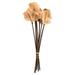 Vickerman 651988 - 15" Natural Frogs Mouth Pod on Stem 9/PK (H2FRG000) Dried and Preserved Pods