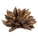 Vickerman 651513 - 12-16" Natural Star Pod - 1Pc (H2STAX000) Dried and Preserved Pods