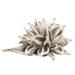 Vickerman 651551 - 12-16" White Wash Star Pod - 1Pc (H2STAX900) Dried and Preserved Pods