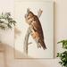 Loon Peak® 'Pl 383 Long-Eared Owl' - Wrapped Canvas Print Canvas in Brown/Gray/Green | 12 H x 8 W x 1 D in | Wayfair