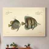 Rosecliff Heights 'Bloch Antique Fish III' - Painting Print on Canvas Canvas, Solid Wood in Black/Brown/White | 27 H x 18 W x 1 D in | Wayfair