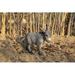 Hi-Line Gift Ltd. Standing Donkey Looking Right Statue in Gray | 12.4 H x 5.12 W x 12.99 D in | Wayfair 87974-C