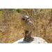 Hi-Line Gift Ltd. Trumpet Owl -Driftwood Look in Brown | 8.46 H x 4.72 W x 4.72 D in | Wayfair 87650-O