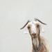 August Grove® Clever Goat by Cathy Walters - Wrapped Canvas Print Canvas | 10 H x 10 W x 1.5 D in | Wayfair 36EE63D005E441658DC735AB53A1368D