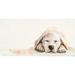 Winston Porter Best Friend Sleeping Yellow Lab Puppy by Cathy Walters - Wrapped Canvas Print Canvas | 12 H x 24 W x 1.5 D in | Wayfair