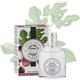 Durance Eau de Parfum For Women (50ml) Delicious Fig Scent, Women's Luxury Fragrance - Natural & Safe, Long Lasting