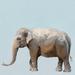 Indigo Safari Trustworthy Elephant by Cathy Walters - Print Canvas in Blue/Brown | 30 H x 30 W x 1.5 D in | Wayfair