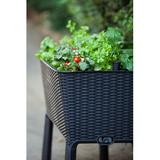 Latitude Run® Kenyen 1 - Piece Stylish Elevated Garden Bed Planter w/ Drainage Tap Plastic in Gray | 30.7 H x 44.9 W x 19.4 D in | Wayfair 238699