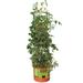 Hydrofarm GCTB Tomato Barrel Pot Garden Planting System and 4 Foot Trellis Tower