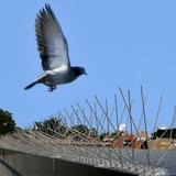 Bird-X Extra Wide Steel Bird Spikes 24 feet 8 inch Wide Block Pest Birds Pigeons Starlings Seagulls Sparrows Scarecrow