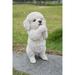 Hi-Line Gift 8.5 Poodle Puppy Playing Garden Statue