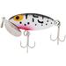 Arbogast Jitterbug Clicker Topwater Baits 2 Coach Dog 1/4 oz.