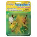 Insect Loreâ„¢ Praying Mantis Life Cycle Stages