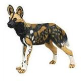 Safari Wild Safari Wildlife African Wild Dog