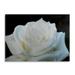 Trademark Fine Art White Rose II Floating Brushed Aluminum Art by Kurt Shaffer