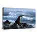 16 x 24 in. Galapagos Sea Lion Galapagos Islands Ecuador Art Print - Konrad Wothe