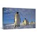 16 x 24 in. Emperor Penguin Group Kloa Point Edward Viii Gulf Antarctica Art Print - Tui De Roy