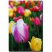 Trademark Fine Art In Among the Tulips Canvas Art by Kurt Shaffer