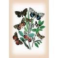 Moths: Catephia Alchymista Catocala Nupta et al.-Fine Art Canvas Print (20 x 30 )