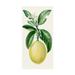 Trademark Fine Art Turpin Fruit I Canvas Art by Turpin