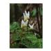 Trademark Fine Art Emerging Spring Wildflowers Canvas Art by Kurt Shaffer